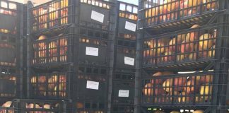 ΔΩΡΕΑΝ ΔΙΑΝΟΜΗ ΡΟΔΑΚΙΝΩΝ