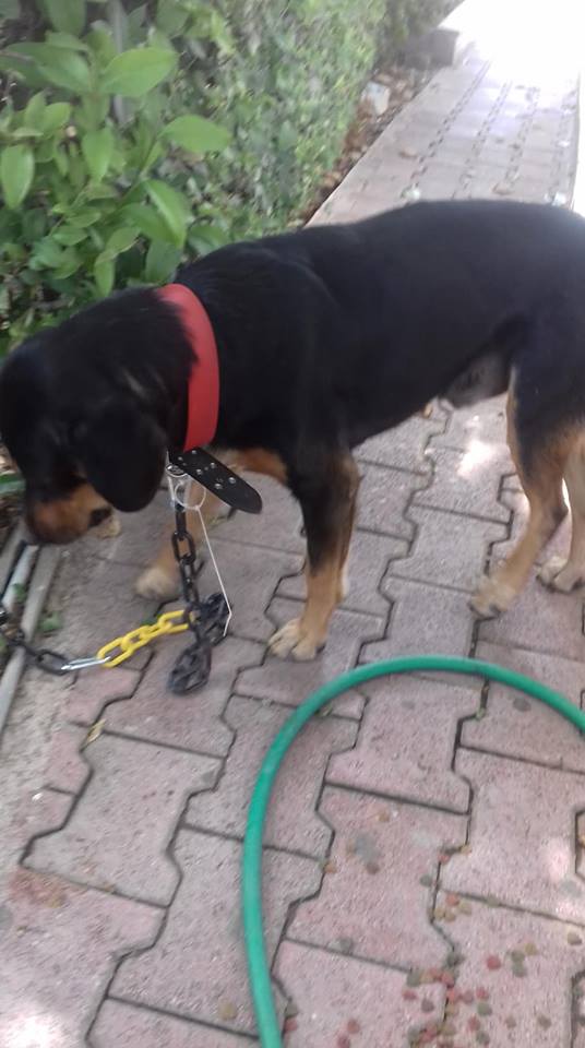 Βρέθηκε αρσενικός σκύλος στο νοσοκομείο Υγεία