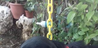 Βρέθηκε αρσενικός σκύλος στο νοσοκομείο Υγεία Βρέθηκε αρσενικός σκύλος στο νοσοκομείο Υγεία