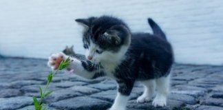 Κώστας Τίγκας: Παγκόσμια ημέρα Αδέσποτων Ζώων Κώστας Τίγκας: Παγκόσμια ημέρα Αδέσποτων Ζώων