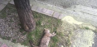 Φόλες σε αδέσποτα ζωάκια στο Παπάγου Ντροπή σας