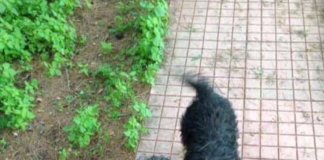 Χάθηκε ο Σφούγγι στην περιοχή του Παπάγου Χάθηκε ο Σφούγγι στην περιοχή του Παπάγου