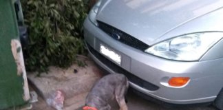 Βρέθηκε στην Αγ. Παρασκευή το ψάχνει κανείς; Βρέθηκε στην Αγ. Παρασκευή το ψάχνει κανείς;