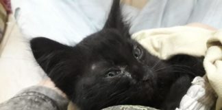 Αυτή η ψιψίνα ψάχνει για άμεσα για σπίτι είναι περίπου 2 μηνών Αυτή η ψιψίνα ψάχνει για άμεσα για σπίτι είναι περίπου 2 μηνών