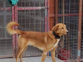 Ο γλυκούλης Βαγγέλης ψάχνει Φιλοξενία ή Υιοθεσία!!! Ο γλυκούλης Βαγγέλης ψάχνει Φιλοξενία ή Υιοθεσία!!!