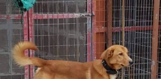 Ο γλυκούλης Βαγγέλης ψάχνει Φιλοξενία ή Υιοθεσία!!! Ο γλυκούλης Βαγγέλης ψάχνει Φιλοξενία ή Υιοθεσία!!!