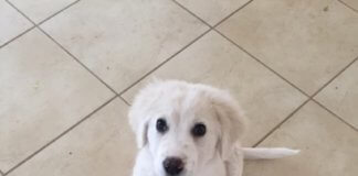 Σκυλάκι 2 μηνών κουταβάκι ψάχνει απεγνωσμένα σπιτάκι! Σκυλάκι 2 μηνών κουταβάκι ψάχνει απεγνωσμένα σπιτάκι!