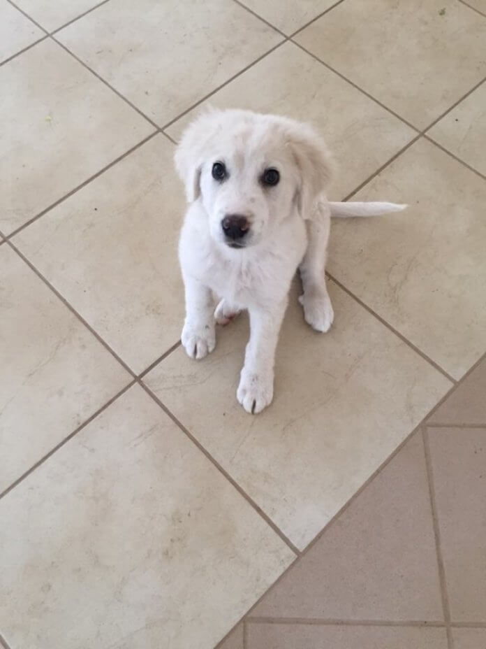 Σκυλάκι 2 μηνών κουταβάκι ψάχνει απεγνωσμένα σπιτάκι!