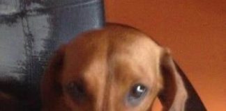 Βρέθηκε η σκυλίτσα: Στην 17ης Νοεμβρίου στον Χολαργό Βρέθηκε η σκυλίτσα Στην 17ης Νοεμβρίου στον Χολαργό