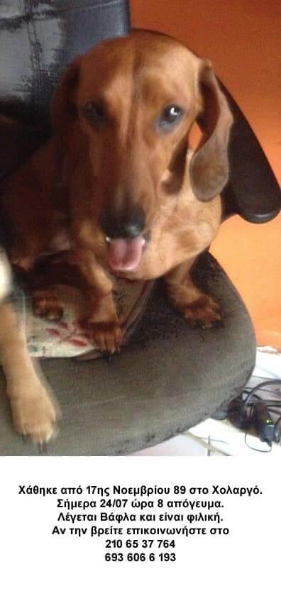 Βρέθηκε η σκυλίτσα Στην 17ης Νοεμβρίου στον Χολαργό