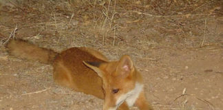 Αλεπούδες Παπάγος: Βρέθηκαν 2 κοντά στο Τένις του Παπάγου Αλεπούδες Παπάγος: Βρέθηκαν 2 κοντά στο Τένις του Παπάγου