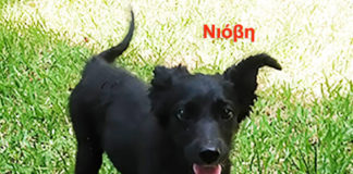 Υιοθεσία σκύλου: Η Νιόβη ζητάει σπίτι και αγάπη Υιοθεσία σκύλου Η Νιόβη ζητάει σπίτι και αγάπη