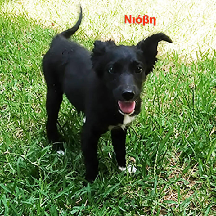 Υιοθεσία σκύλου Η Νιόβη ζητάει σπίτι και αγάπη