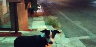 Βρέθηκε σκύλος: Στην Αργυρόκαστρου στο Παπάγο Χάθηκε σκύλος Βρέθηκε στην Αργυρόκαστρου στο Παπάγο