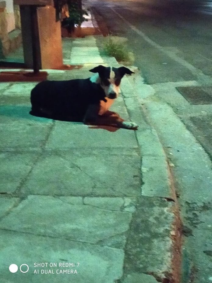 Χάθηκε σκύλος Βρέθηκε στην Αργυρόκαστρου στο Παπάγο