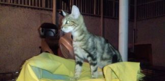 Γατάκια: Βρέθηκαν παρατημένα κοντά στον ΕΟΦ Χολαργού Γατάκια: Βρέθηκαν παρατημένα κοντά στον ΕΟΦ Χολαργού