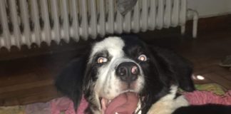 Σκύλος: Παράλυτος σκυλάκος χρειάζεται οικονομική βοήθεια Σκύλος: Παράλυτος σκυλάκος χρειάζεται οικονομική βοήθεια