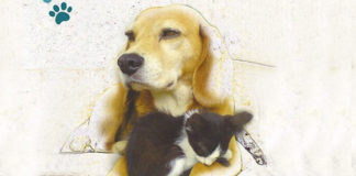 Δήμος Παπάγου – Χολαργού: Γιορτή υιοθεσίας αδέσποτων ζώων