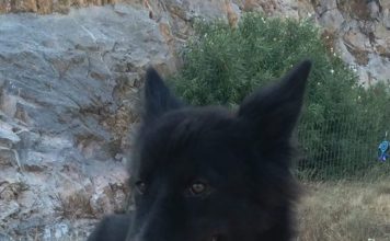 Χολαργός: Η Sweety το’σκασε.