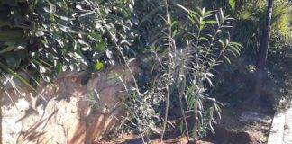 Δημήτρης Οικονόμου: Καθάρισε και φύτεψε δύο υπέροχα σημεία στο Παπάγου