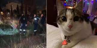 Μαρούσι Αττικής: Πυροσβέστης έβαλε σε κίνδυνο τη ζωή του για να σώσει γάτα