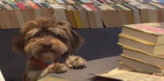 Δήμος Φιλοθέης Ψυχικού: Αγοράζω ένα βιβλίο, βοηθάω τα αδέσποτα