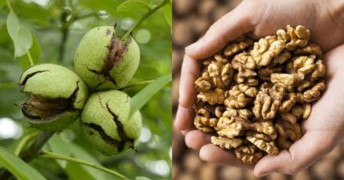 ta-karydia-kai-oi-diatrofikes-toys-idiotites