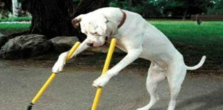 Αγία Παρασκευή: Υπηρεσίες καθαριότητας και πολιτικής προστασίας