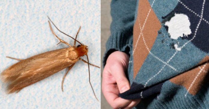 cheimoniatika-roycha-apallaxoy-apo-to-skoro-1