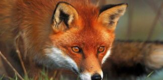 Κορονοϊός: Αλεπού λιάζεται στους άδειους δρόμους της Αγίας Παρασκευής