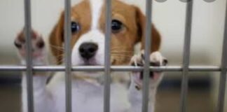 Αίτημα χρηματοδότησης: Για τη δημιουργία καταφυγίου αδέσποτων ζώων