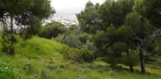 Δασικά χαρτιά: Αναμόρφωση – συμπλήρωση ως 21/8/2020