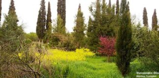 Δάσος Συγγρού: Συγκέντρωση από την Ανοιχτή Συνέλευση Υπεράσπισης