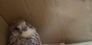 Γραφείο Προστασίας Ζώων: Σώθηκε πληγωμένο γεράκι