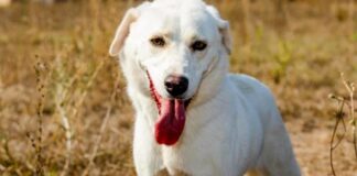 Κηφισιά: Δημιουργία καταφυγίων αδέσποτων ζώων συντροφιάς