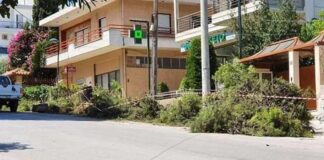 Μεταμόρφωση: Κατά της κοπής δύο αιωνόβιων πεύκων