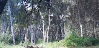 Κηφισιά: Αναβολή της Εθελοντικής Δράσης στο Δάσος Φασιδέρη