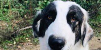 Αρκτούρος: Καταγγέλλει επίθεση με φόλες με στόχο τους ελληνικούς ποιμενικούς