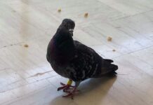 Βοήθεια: Φιλικό περιστέρι αναζητά στέγη