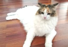 Ζητάει σπίτι: Προσφέρεται για άμεση υιοθεσία