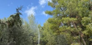 Ηλίας Αποστολόπουλος: Ψεκασμοί για την καταπολέμηση της πιτυοκάμπης