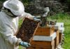 Ενημέρωση των μελισσοκόμων για τον περιορισμό του κινδύνου εκδήλωσης πυρκαγιάς