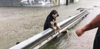 Δήμος Παπάγου – Χολαργού: Βοήθεια για τα ζώα των πληγέντων από τις πλημμύρες περιοχών.