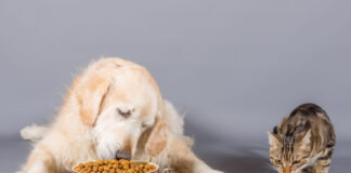 Δημαρχείο Γαλατσίου : Ανακοίνωση για διάθεση ζωοτροφών σε όσους φροντίζουν αδέσποτα ζώα.