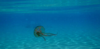 Ο Ελληνικός Ερυθρός Σταυρός προτείνει χρήσιμες οδηγίες για την αντιμετώπιση τσιμπήματος από μωβ μέδουσα