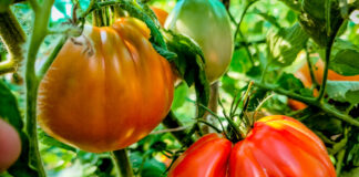 Η Ντομάτα, το Καλοκαίρι και το Άρωμα της Ελλάδας