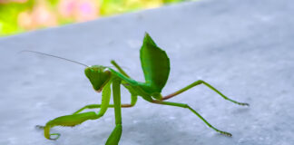 Το αλογάκι της Παναγίας: Κυνηγός της φύσης, σύμβολο της παράδοσης