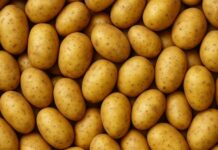 🥔 Η ντομάτα «γιαγιά» της πατάτας: Νέα μελέτη αποκαλύπτει