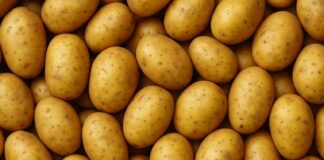 🥔 Η ντομάτα «γιαγιά» της πατάτας: Νέα μελέτη αποκαλύπτει