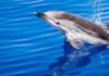 Greenpeace :Ιστορική στιγμή για τους ωκεανούς: Η Παγκόσμια Συνθήκη φτάνει τις 60 επικυρώσεις